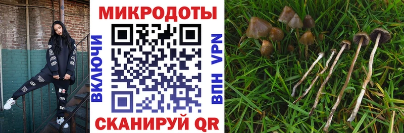 Псилоцибиновые грибы Cubensis  Светлогорск 